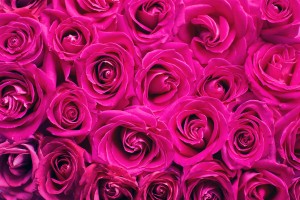 pink-roses-2249403_1920